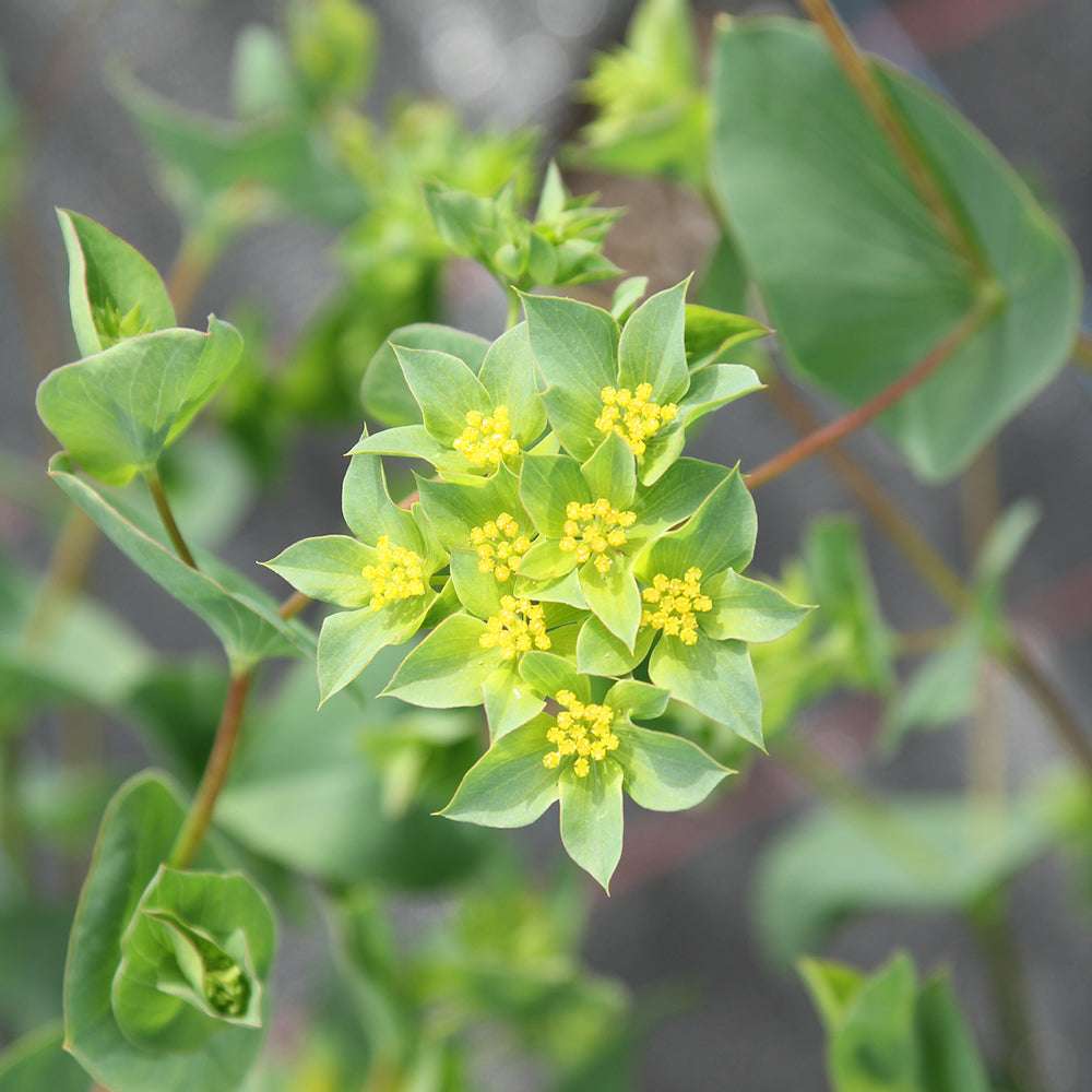 Grüne, runde Blätter und leuchtend gelbe, sternförmige Blüten des Hasenohrs 'Garibaldi' vor einem unscharfen Hintergrund.