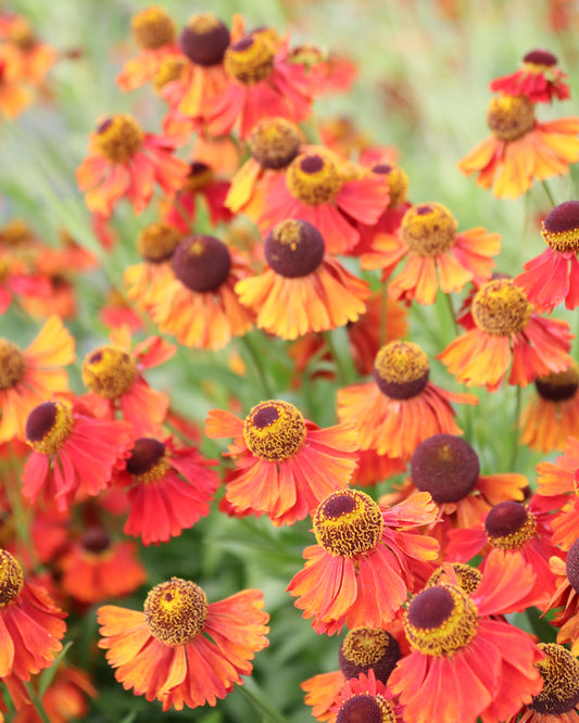 Mehrere tiefrote Blüten der Sonnenbraut (Helenium autumnale ‘Helena Rote Töne’) mit goldgelber Mitte blühend im Gartenbeet.