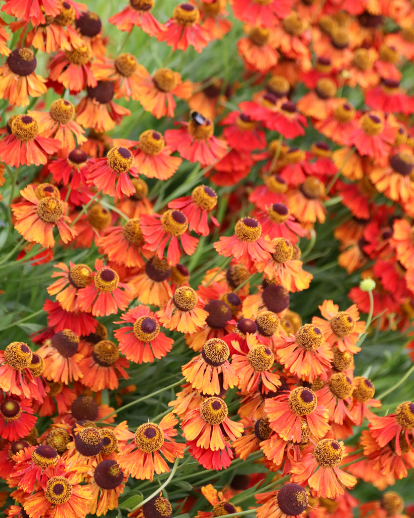 Mehrere tiefrote Blüten der Sonnenbraut (Helenium autumnale ‘Helena Rote Töne’) mit goldgelber Mitte blühend im Gartenbeet.