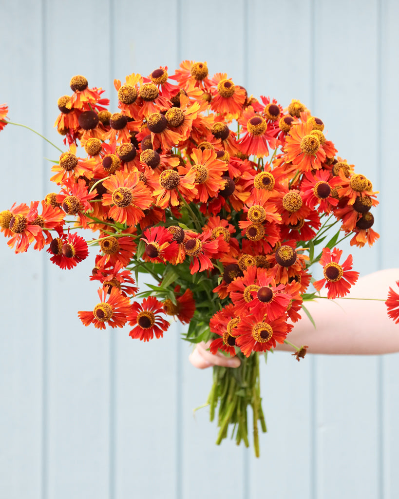 Mehrere tiefrote Blüten der Sonnenbraut (Helenium autumnale ‘Helena Rote Töne’) mit goldgelber Mitte blühend als Strauß gehalten.