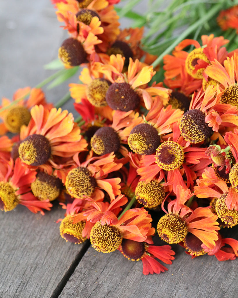 Nahaufnahme einiger liegenden Sonnenbraut-Blüten(Helenium autumnale ‘Helena Rote Töne’) mit tiefroten Blütenblättern und leuchtend goldgelbem Zentrum.