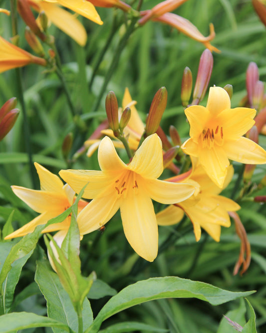 Mehrere leuchtend goldgelbe Blüten der Kleinen Taglilie (Hemerocallis minor) blühend im Gartenbeet.