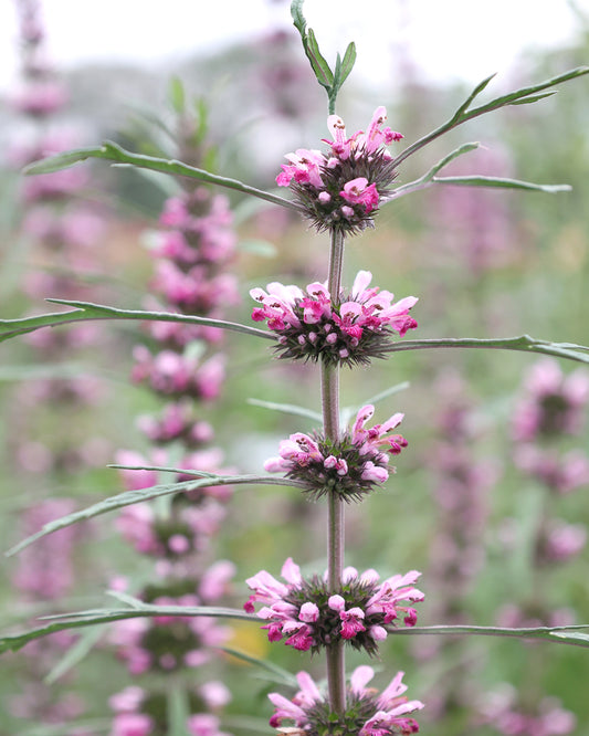 Nahaufnahme des Herzgespanns (Leonurus japonicus) in sanftem Rosa bis beruhigendem Lila.