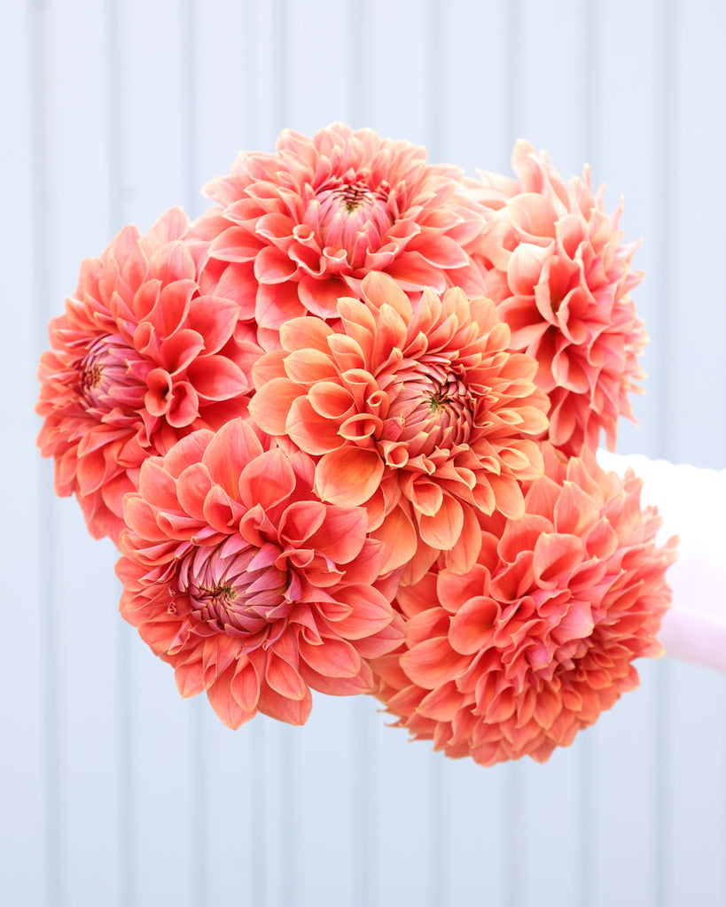 Ein Dahlienstrauß der Sorte Hy Patti vor einem hellblauen Hintergrund.