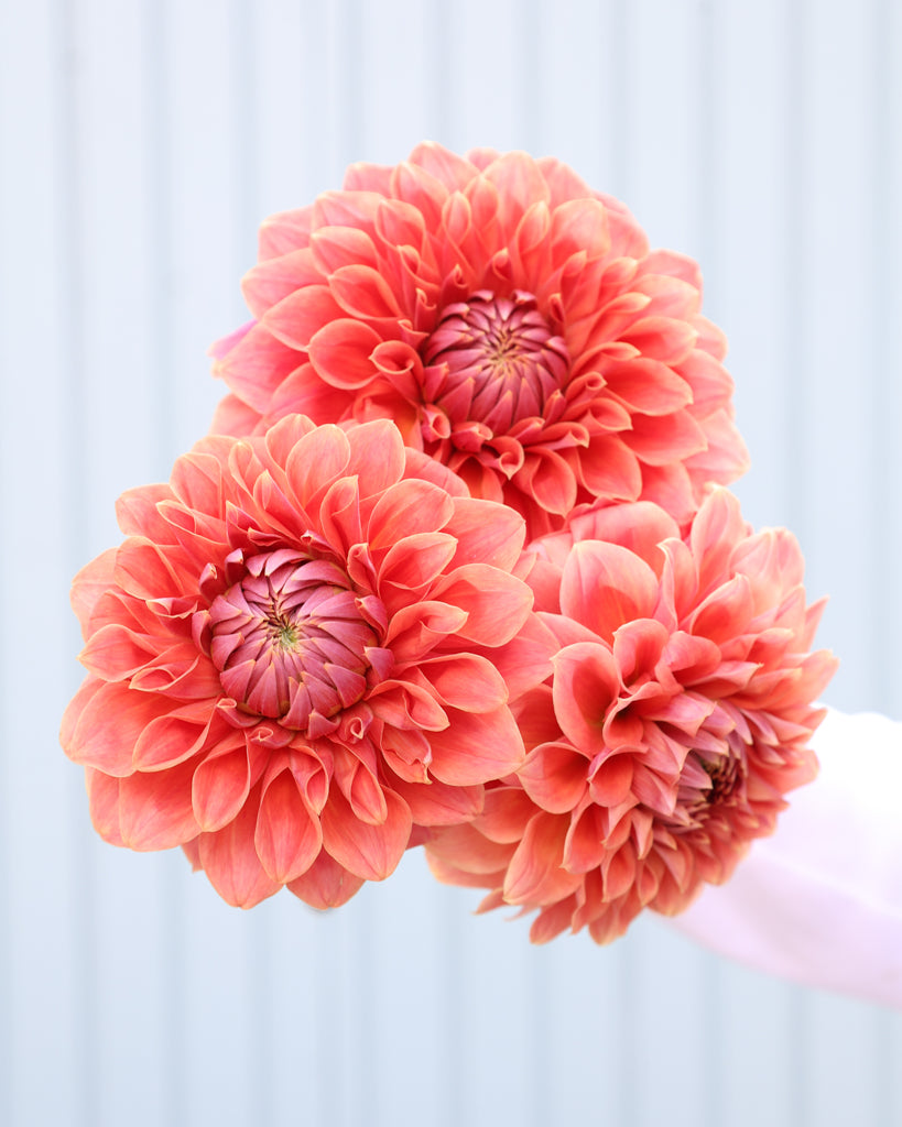 Ein Dahlienstrauß der Sorte Hy Patti vor einem hellblauen Hintergrund.