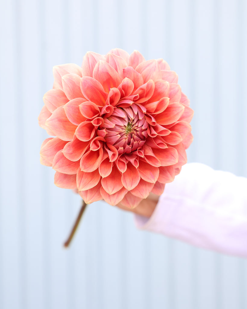 Ein Dahlienbluete der Sorte Hy Patti vor einem hellblauen Hintergrund.