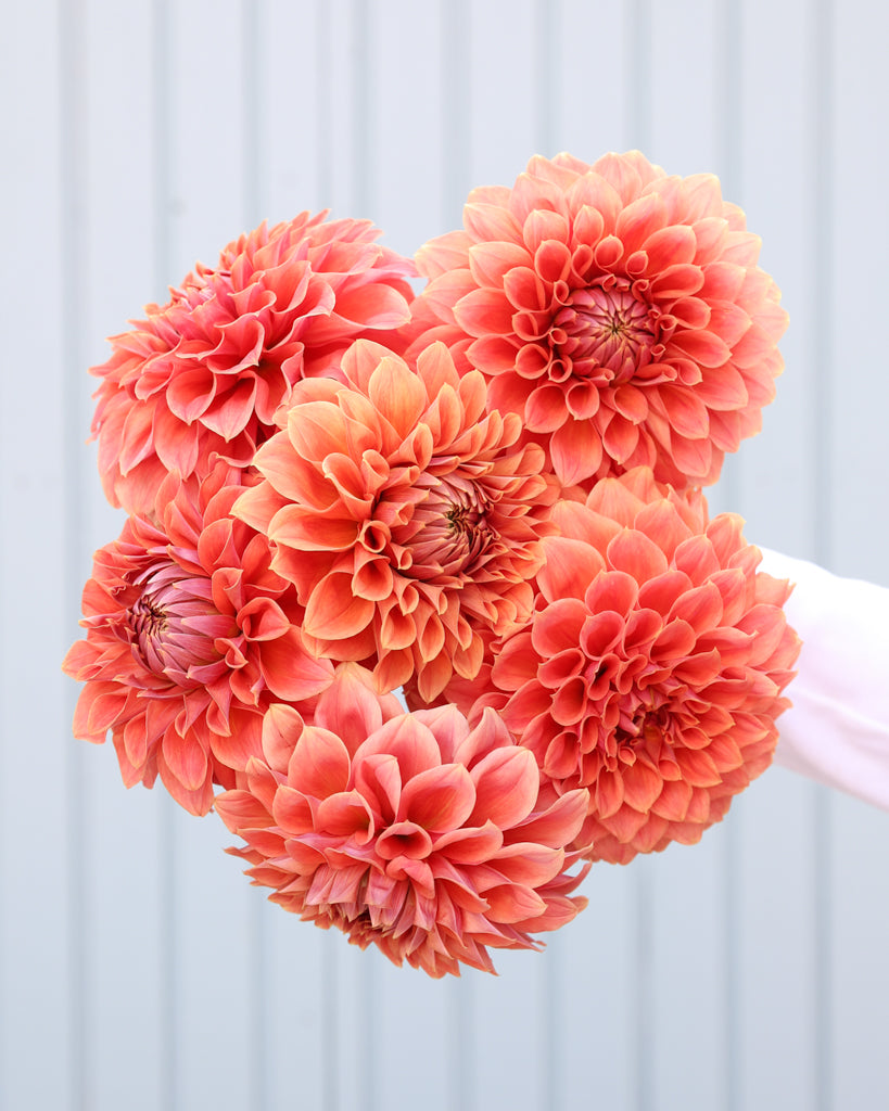 Ein Dahlienstrauß der Sorte Hy Patti vor einem hellblauen Hintergrund.