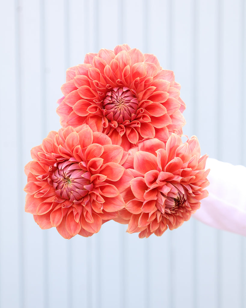 Ein Dahlienstrauß der Sorte Hy Patti vor einem hellblauen Hintergrund.