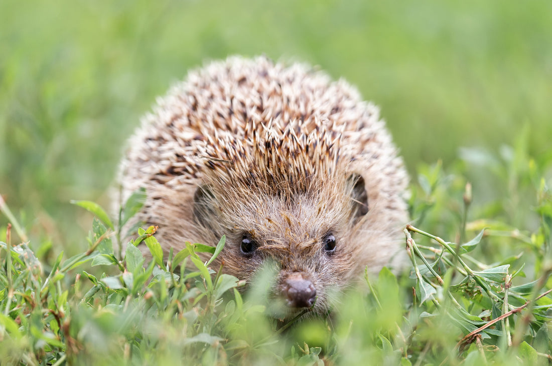 Igel auf Rasen – nützlicher Gartenhelfer im Spätsommer
