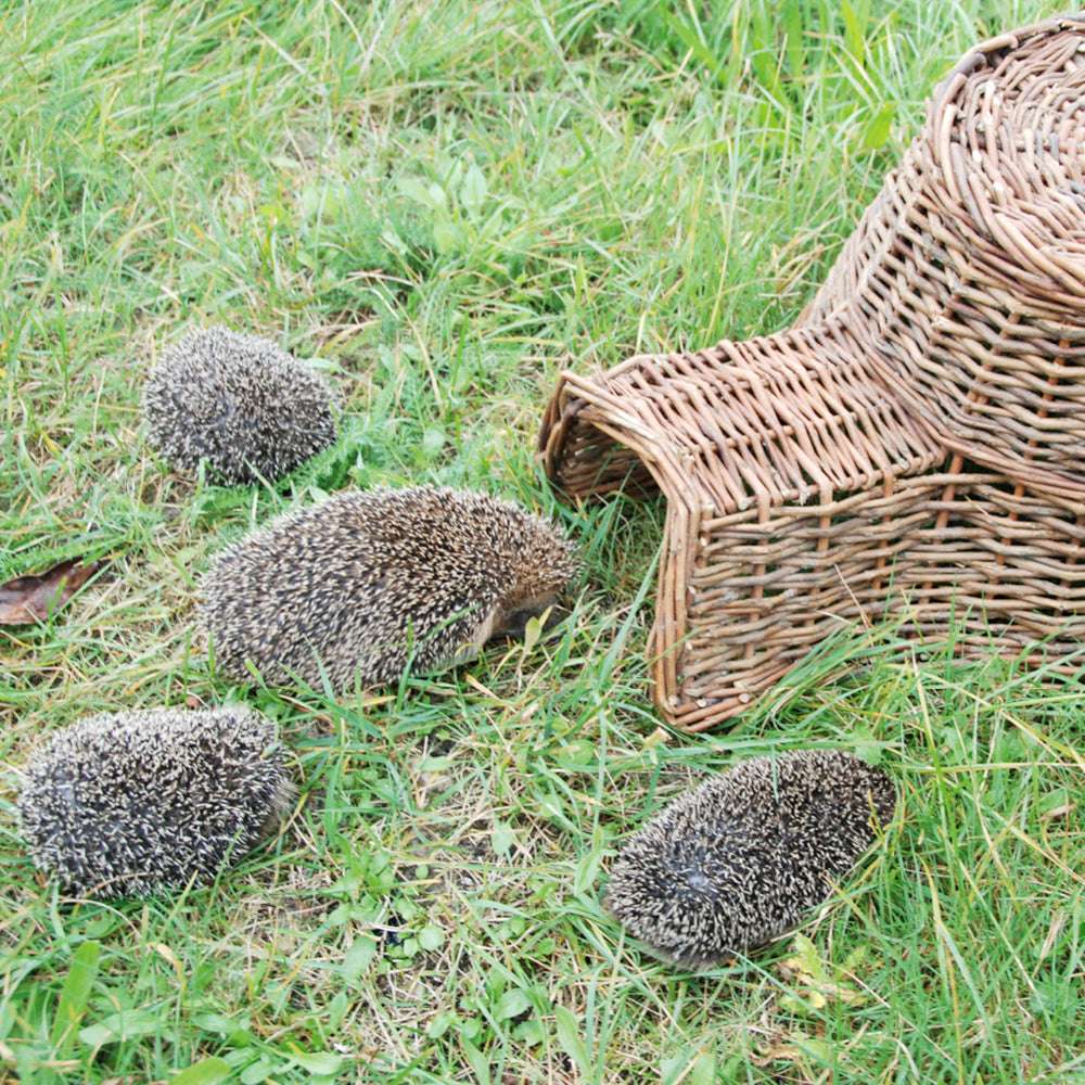 Mehrere Igel am Weidenkorb im Garten