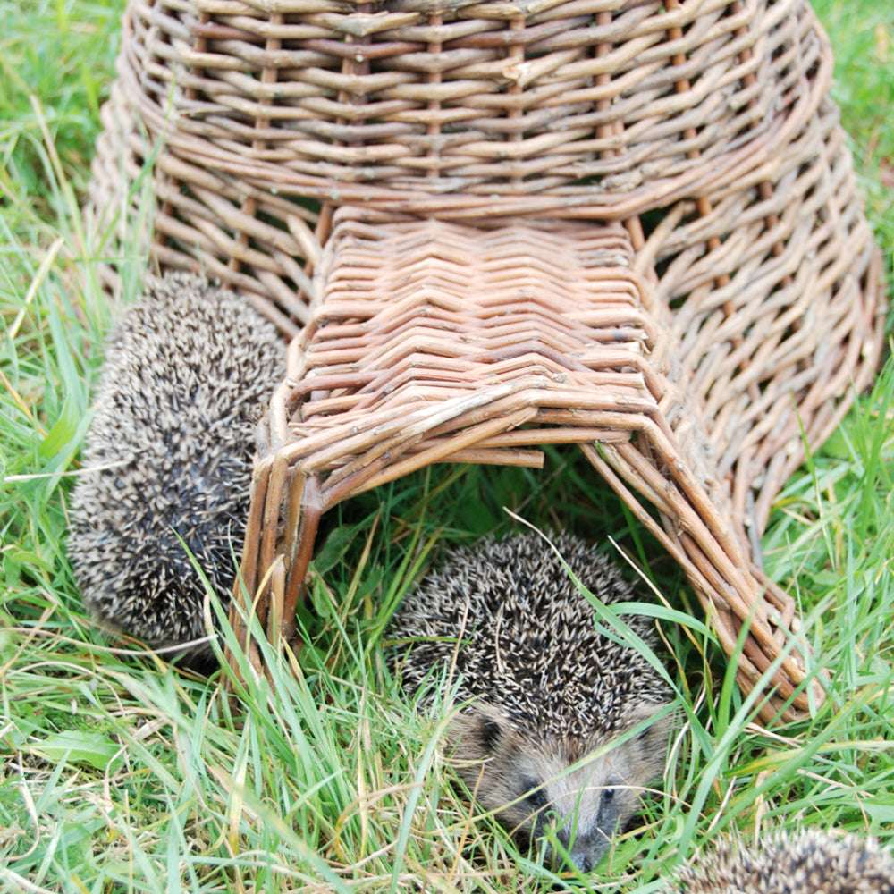 Igelhaus aus Weidengeflecht mit Igel im Garten