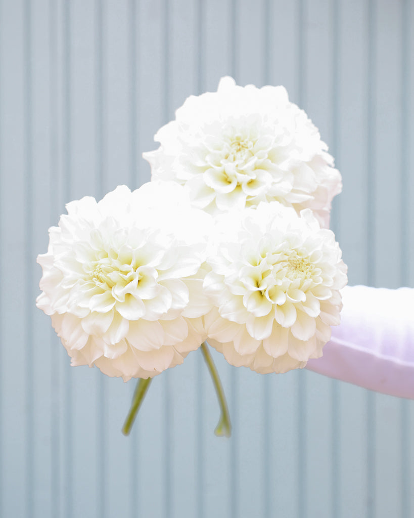 Ein Strauß Dahlien der Sorte Irish Ruffles vor einem hellblauen Hintergrund.