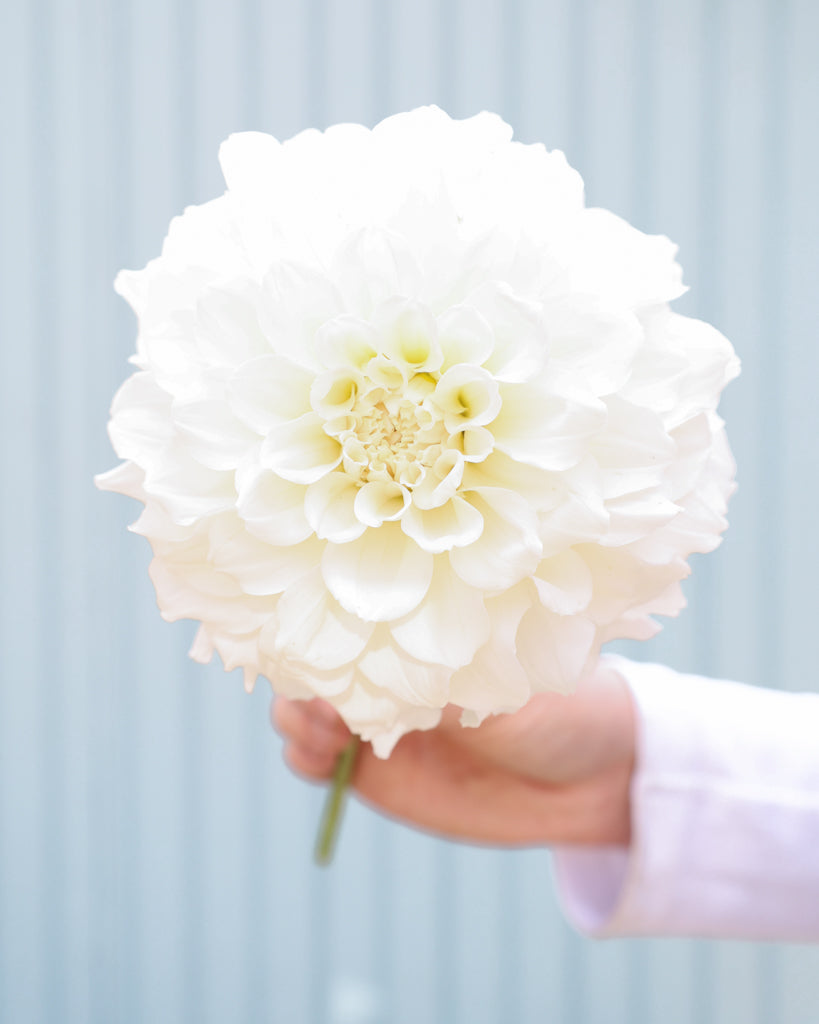 Eine Dahlienbluete der Sorte Irish Ruffles vor einem hellblauen Hintergrund.