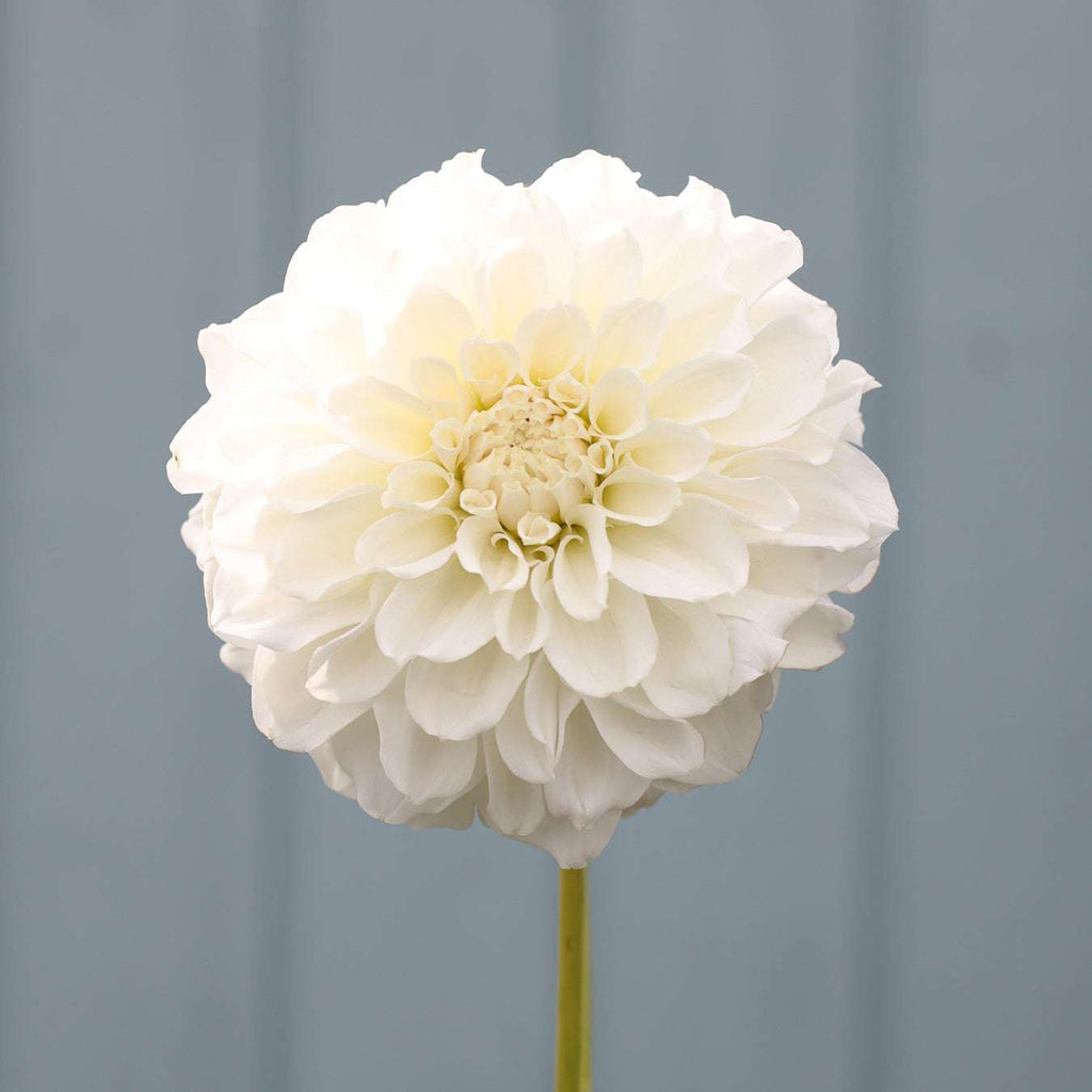 Dahlie Irish Ruffles - IR