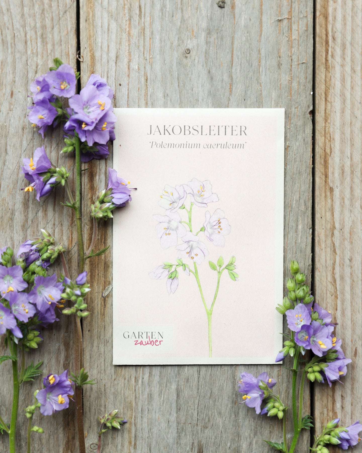 Bluehende Pflanze Jakobsleiter Polemonium caeruleum aus der Gartenzauber-Saatgutserie