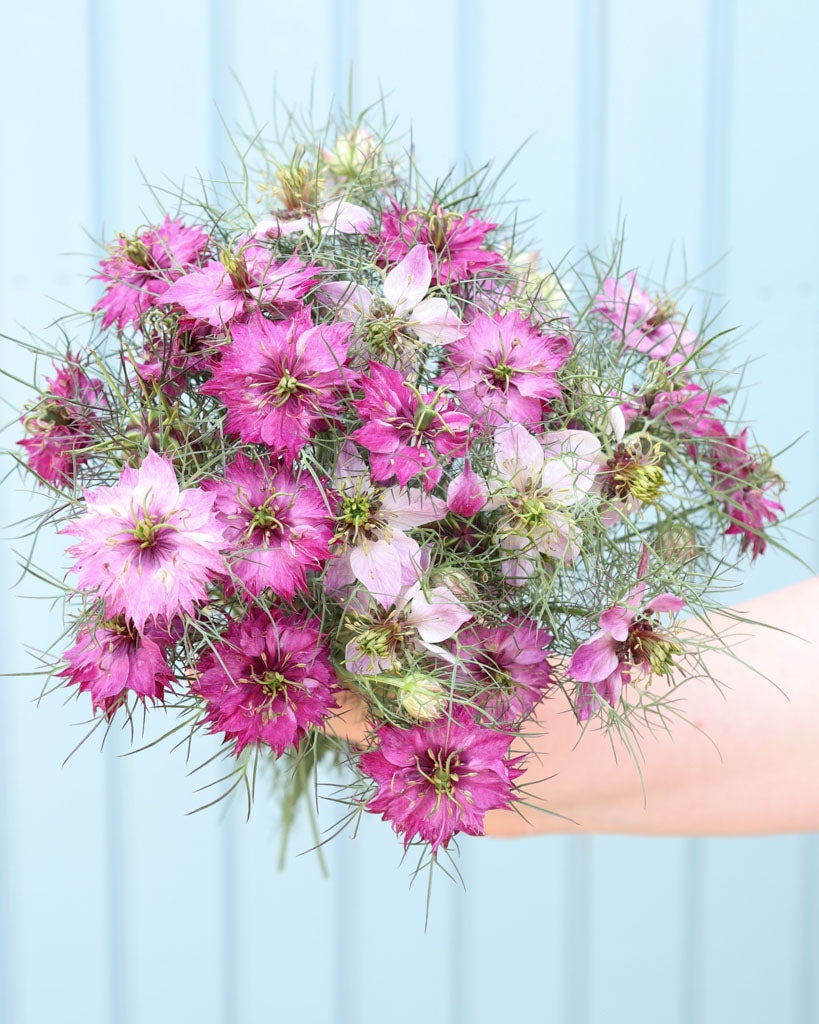 Jungfer im Grünen · 'Miss Jekyll Rose' · Nigella damascena · Saatgut von Gartenzauber