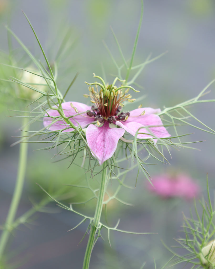 Nigella damascena 'Miss Jekyll Rose'