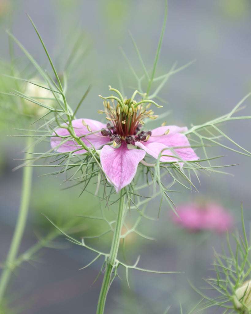 Jungfer im Grünen · 'Miss Jekyll Rose' · Nigella damascena · Saatgut von Gartenzauber