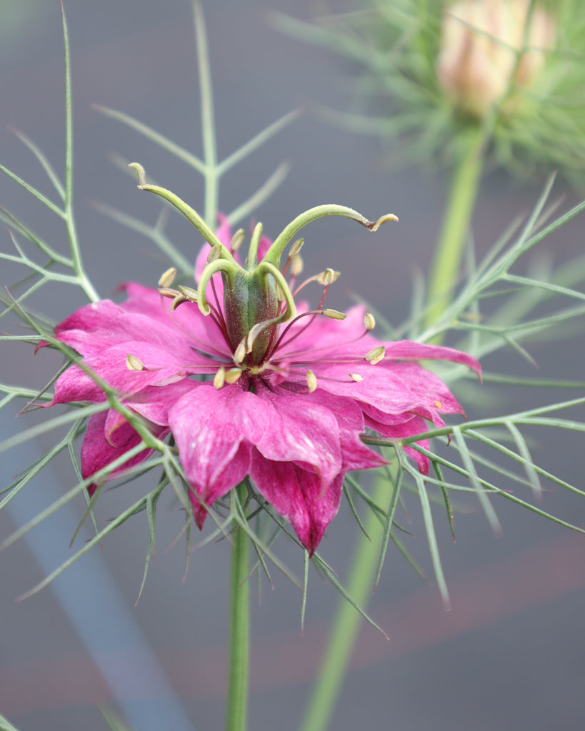 Nigella damascena 'Miss Jekyll Rose'