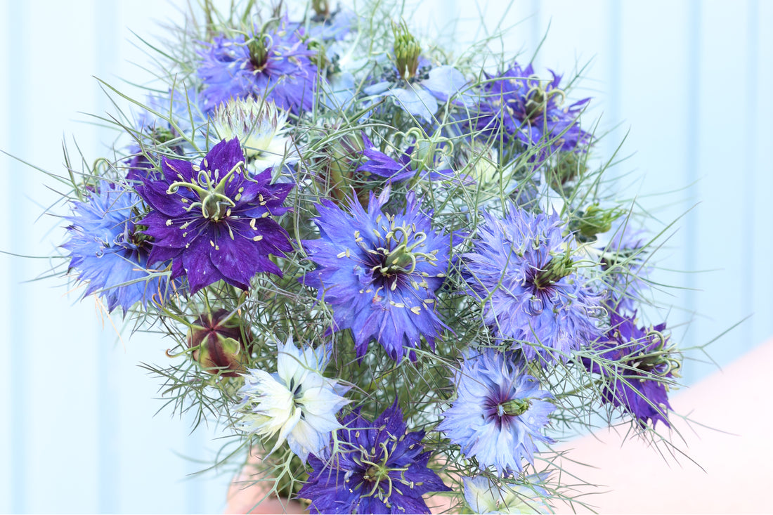 Verschiedene Blautöne der Jungfer im Grünen (Nigella damascena ‘Moody Blues’) – filigrane Sommerblume mit aparten, sternförmigen Blüten.