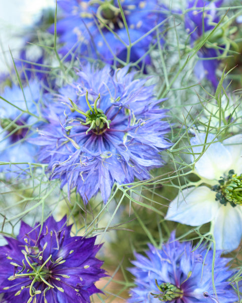 jungfer im grünen saatgut Jungfer im Grünen 'Moody Blues' Saatgut – Sommerblume