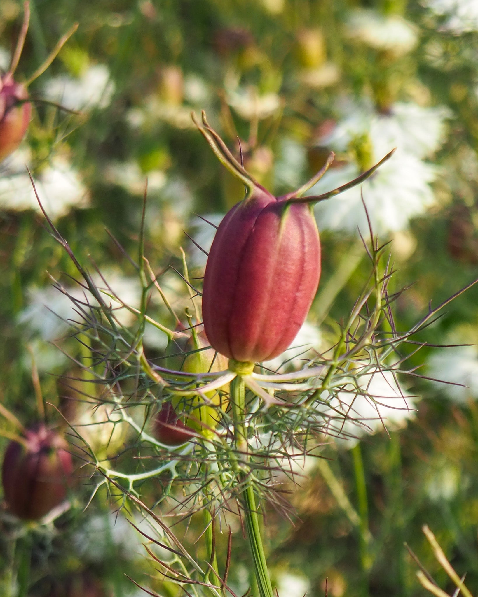 Dekorative schwarze Samenkapseln der Jungfer im Grünen ‚Albion Black Pod‘.