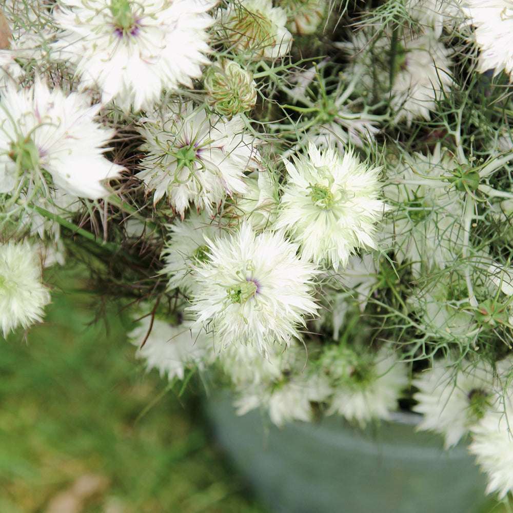 Bluehende Pflanze Jungfer im Grünen - Nigella damascena 'Albion Black Pod'  aus der Gartenzauber-Saatgutserie