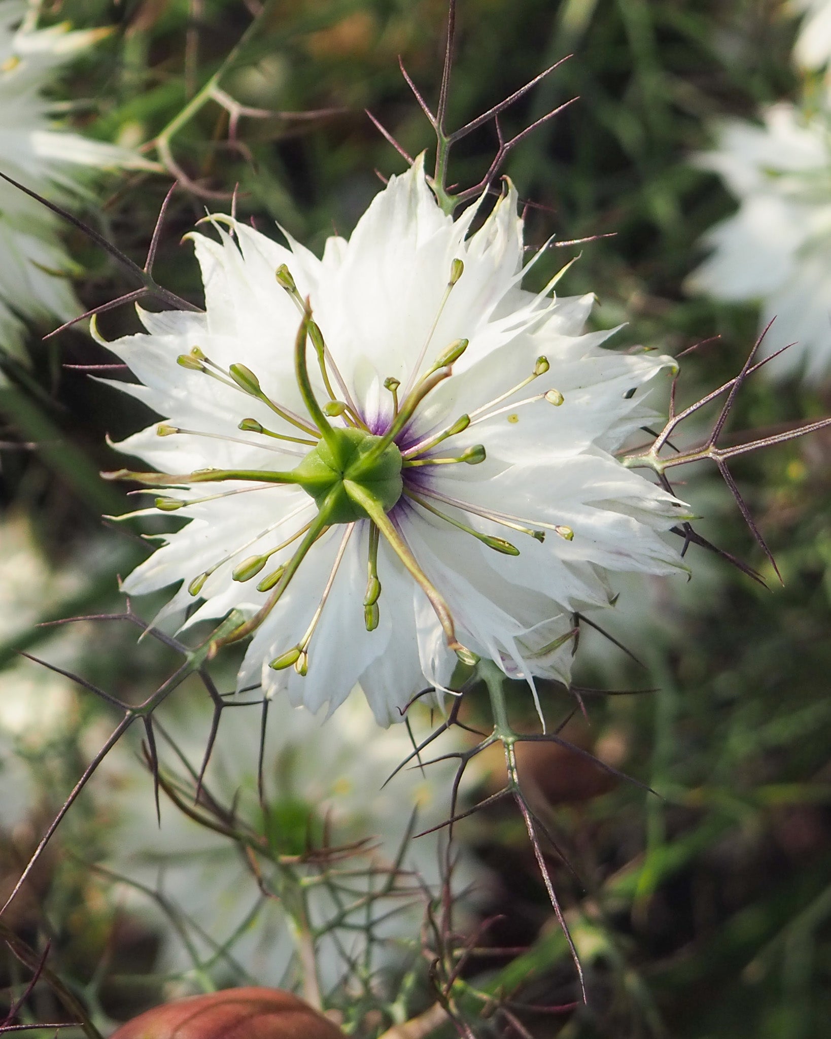 Feine, weiße Blüte der Jungfer im Grünen ‚Albion Black Pod‘
