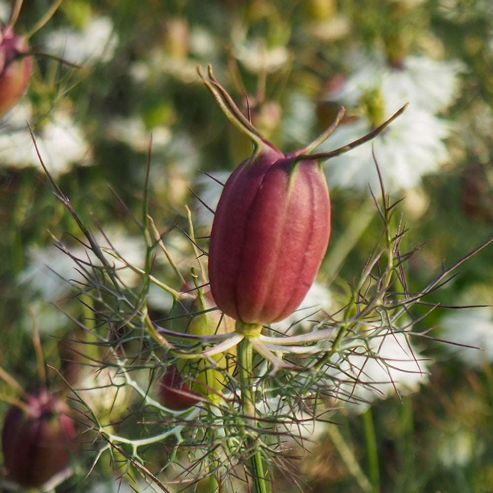 Bluehende Pflanze Jungfer im Grünen - Nigella damascena 'Albion Black Pod'  aus der Gartenzauber-Saatgutserie