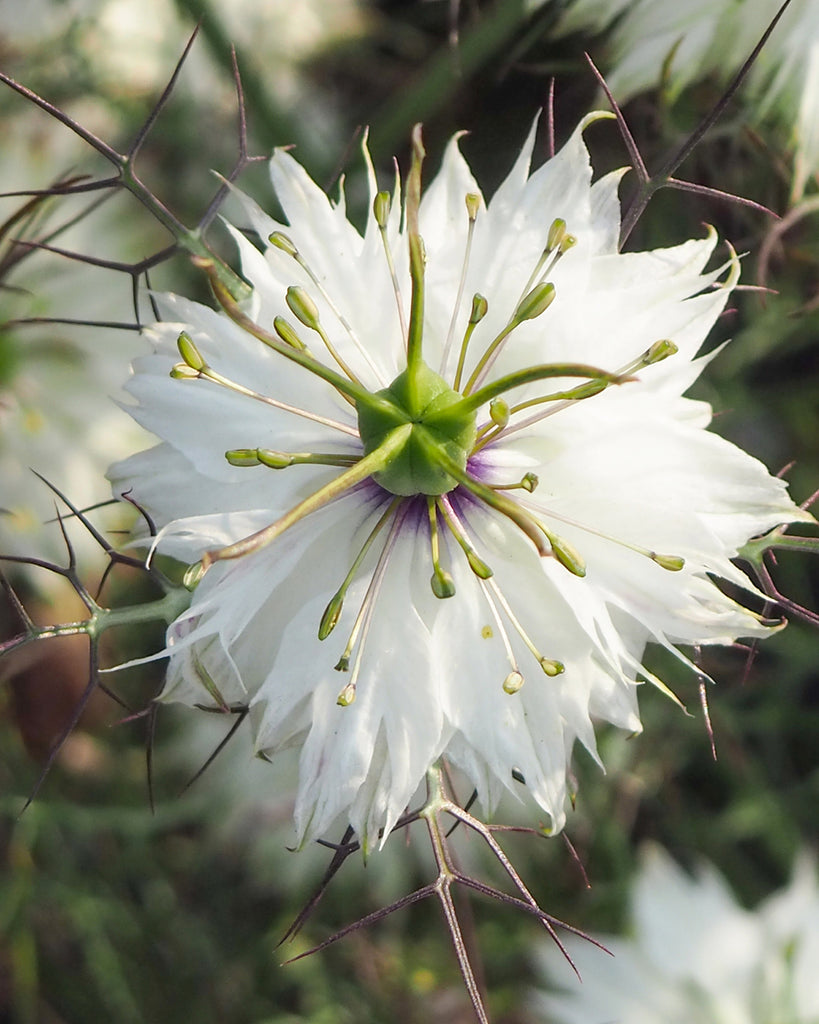 Bluehende Pflanze Jungfer im Grünen - Nigella damascena 'Albion Black Pod'  aus der Gartenzauber-Saatgutserie