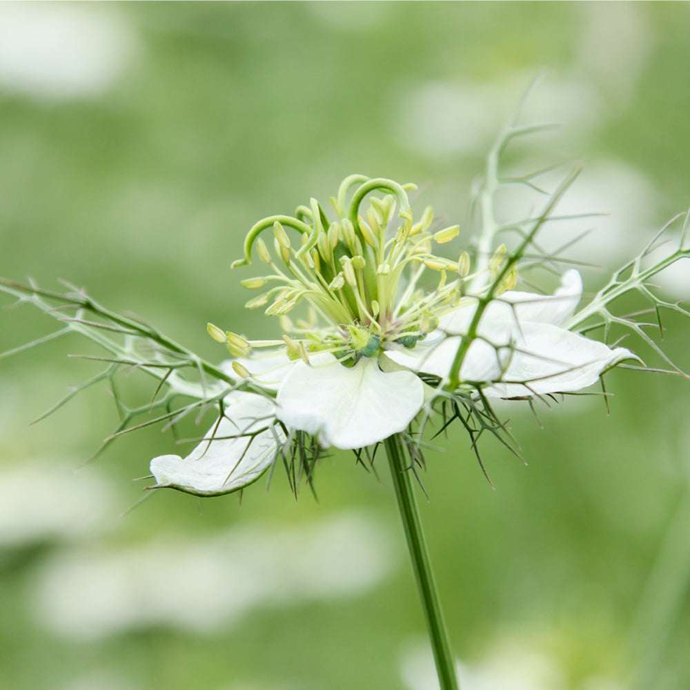 Bluehende Pflanze Jungfer im Grünen - Nigella damascena 'Albion Green Pod'  aus der Gartenzauber-Saatgutserie