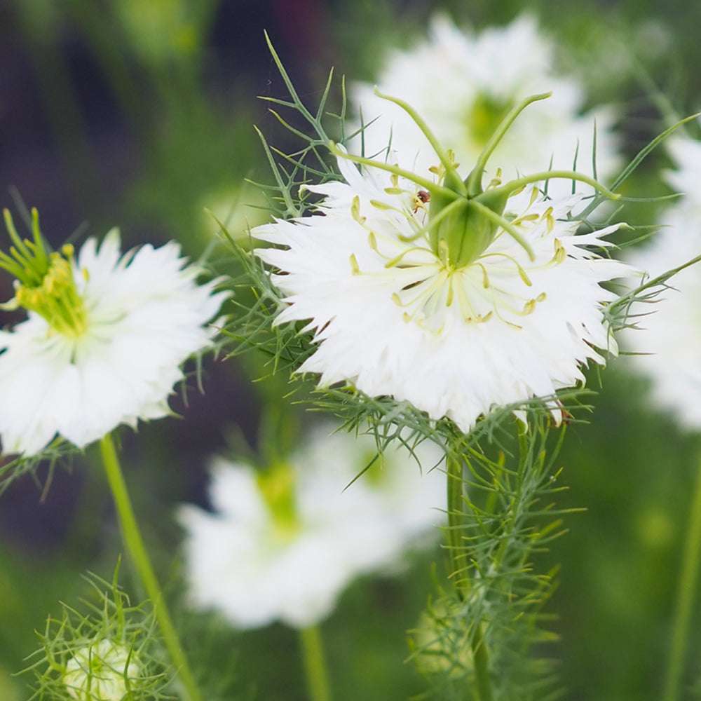 Bluehende Pflanze Jungfer im Grünen - Nigella damascena 'Albion Green Pod'  aus der Gartenzauber-Saatgutserie