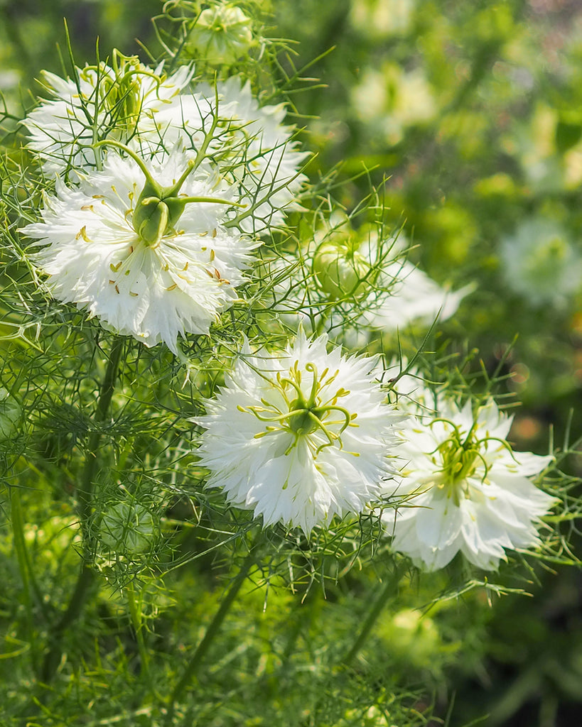 Bluehende Pflanze Jungfer im Grünen - Nigella damascena 'Albion Green Pod'  aus der Gartenzauber-Saatgutserie