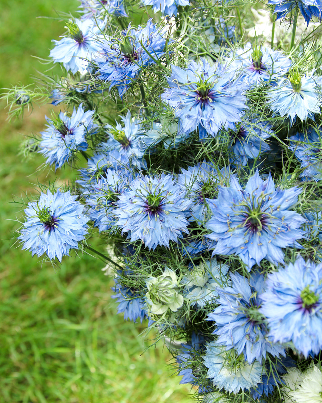 Bluehende Pflanze Jungfer im Grünen - Nigella damascena 'Miss Jekyll Sky Blue'  aus der Gartenzauber-Saatgutserie