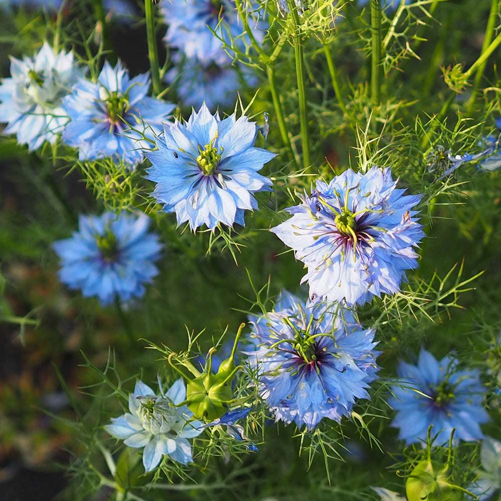 Bluehende Pflanze Jungfer im Grünen - Nigella damascena 'Miss Jekyll Sky Blue'  aus der Gartenzauber-Saatgutserie