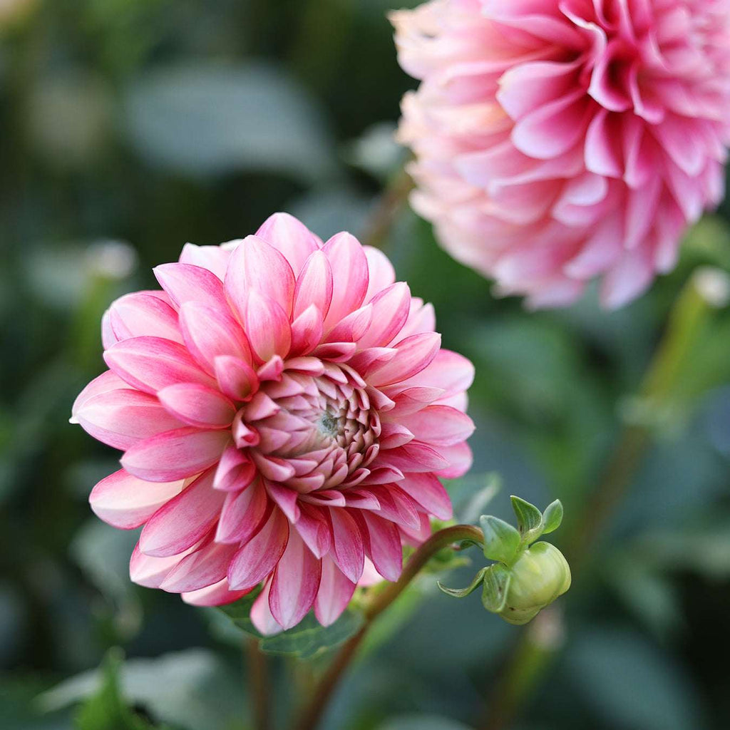 Dahlia KA's® Mocha Jo