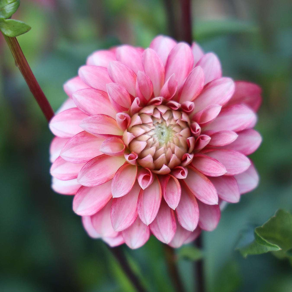 Dahlia KA's® Mocha Jo