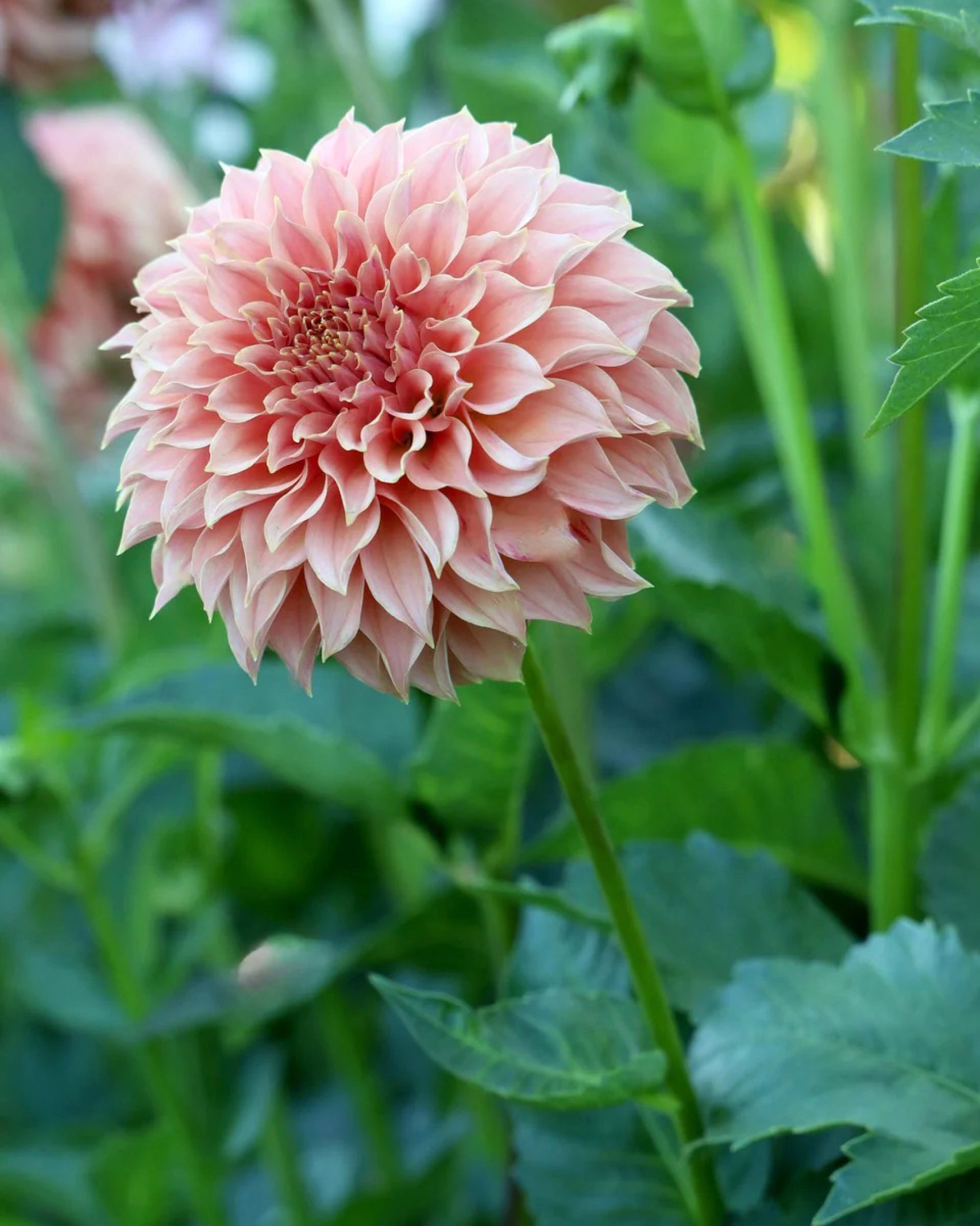 Einzelne Dahlienblüte der KA’s® Coral Sea im Beet mit lachsrosa Blüten – Gartenzauber