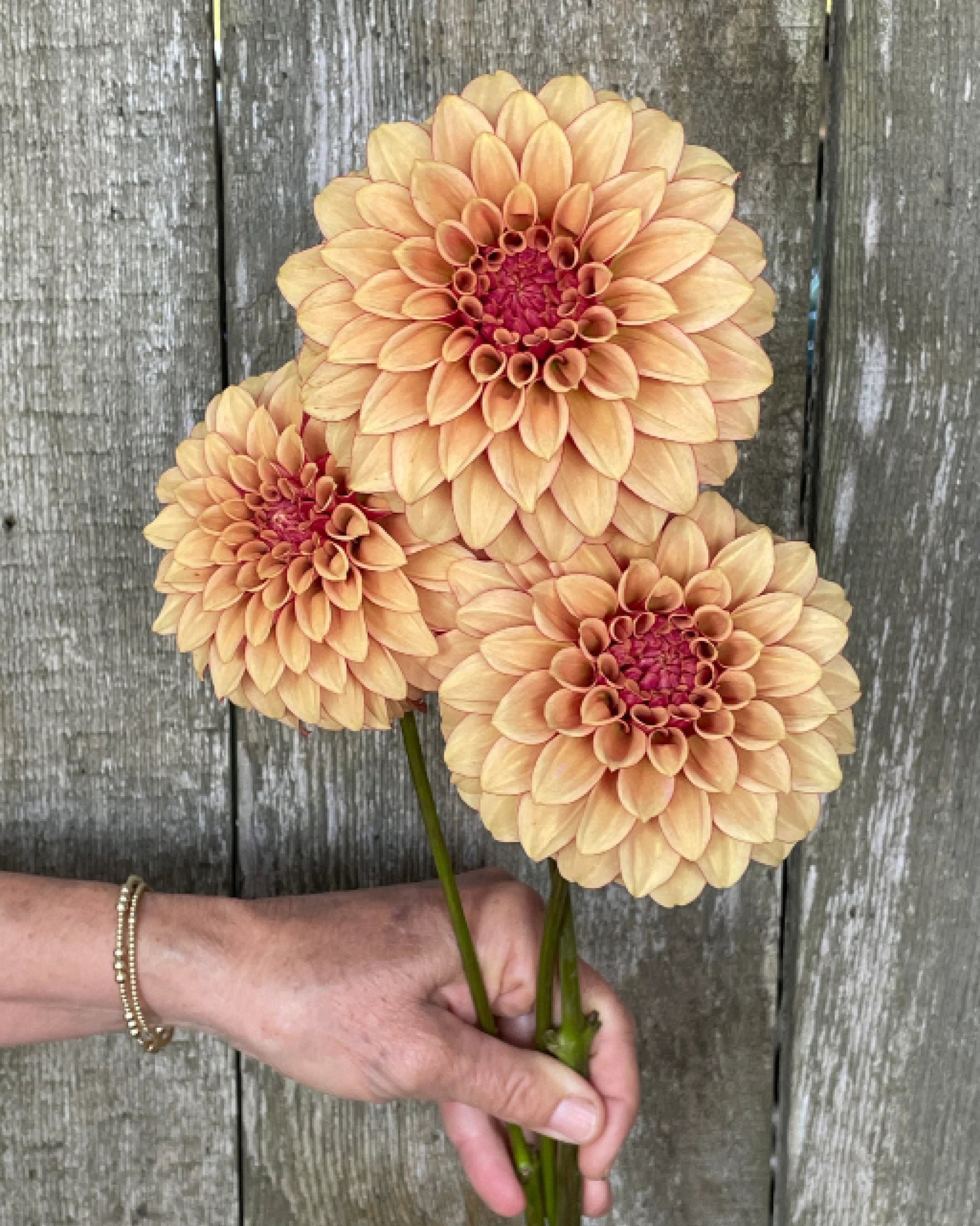 Dahlie KA’s® Creme Brulee mit warmen Karamell- und Goldtönen – Gartenzauber