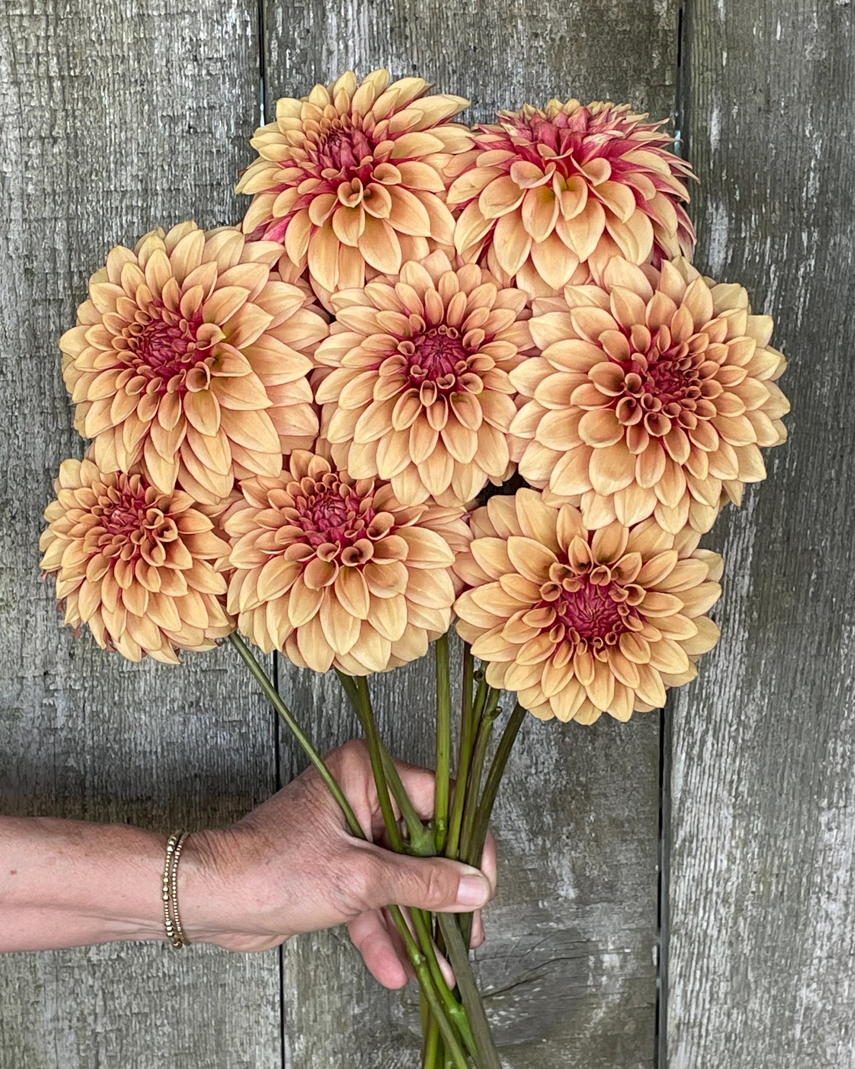 Strauß aus Dahlien KA’s® Creme Brulee in goldenen Karamelltönen – Gartenzauber