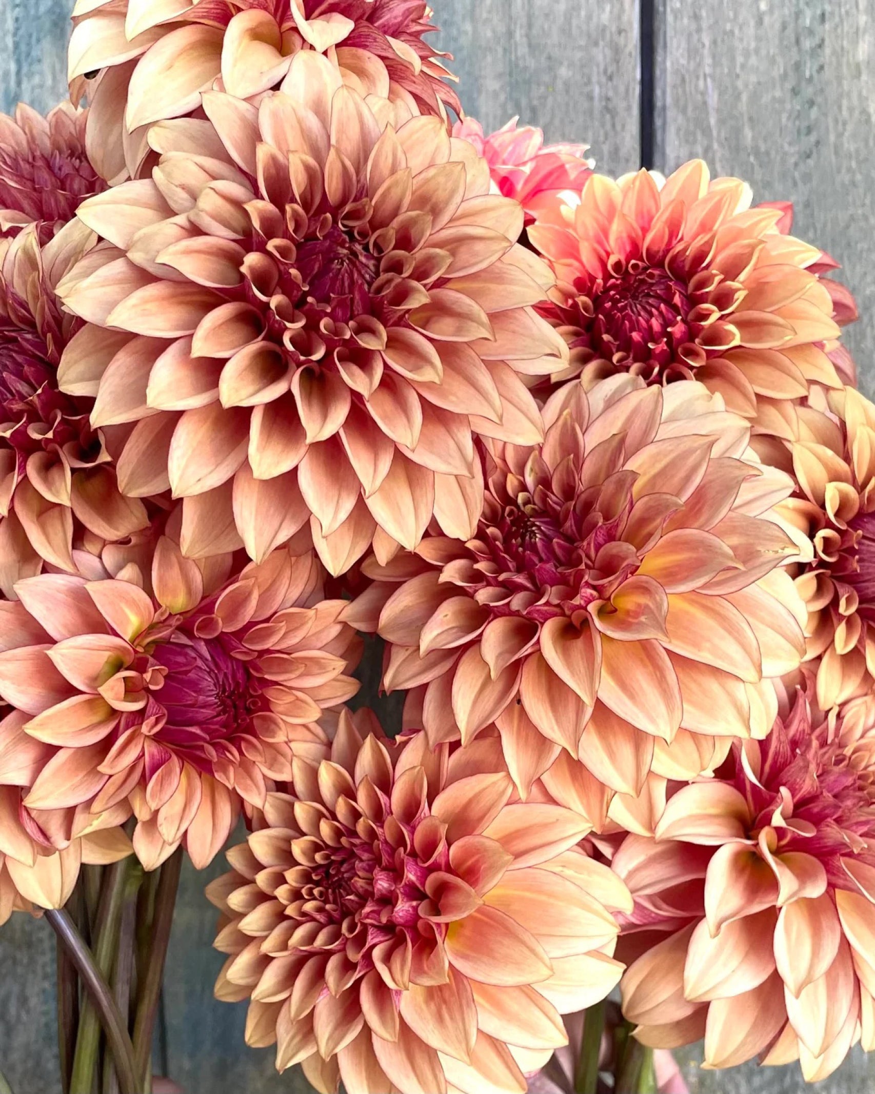 Detailansicht der Dahlie KA’s® Creme Brulee mit karamellfarbenen Blüten – Gartenzauber