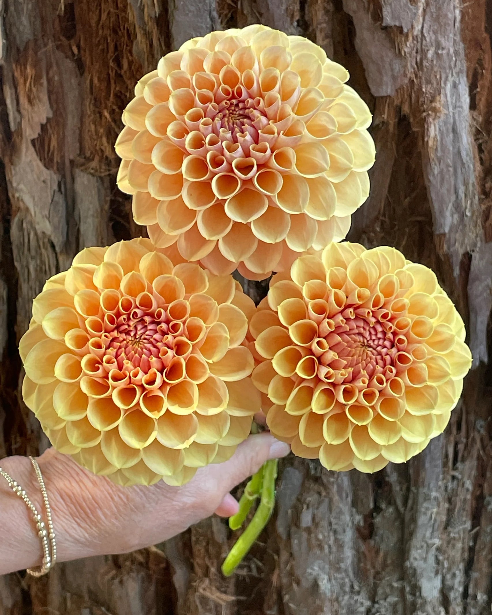 Dahlie KA’s® Daybreak mit warmen Honig- und Butterscotch-Tönen – Gartenzauber