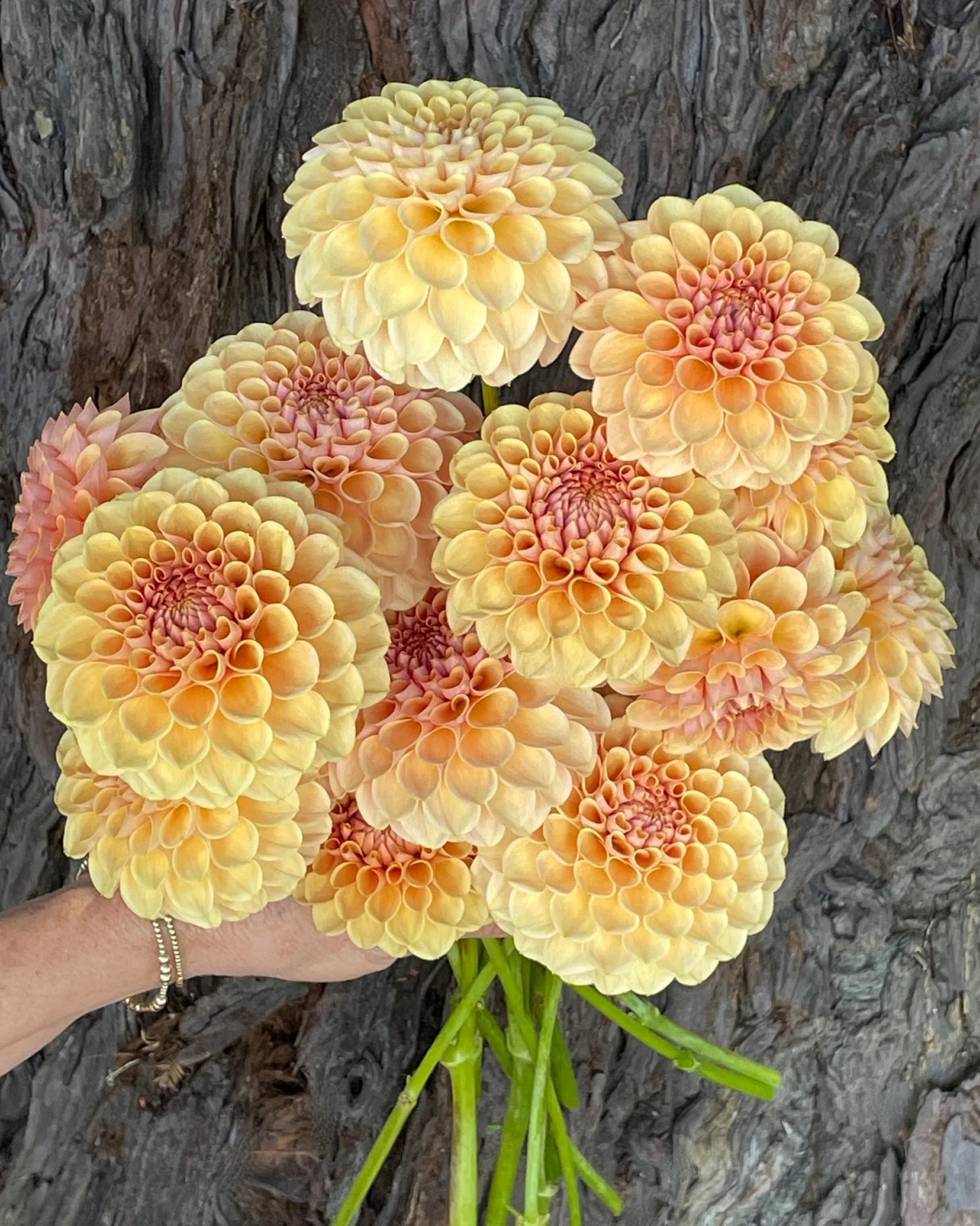 Strauß aus Dahlien KA’s® Daybreak mit sanften Honig- und Gelbtönen – Gartenzauber