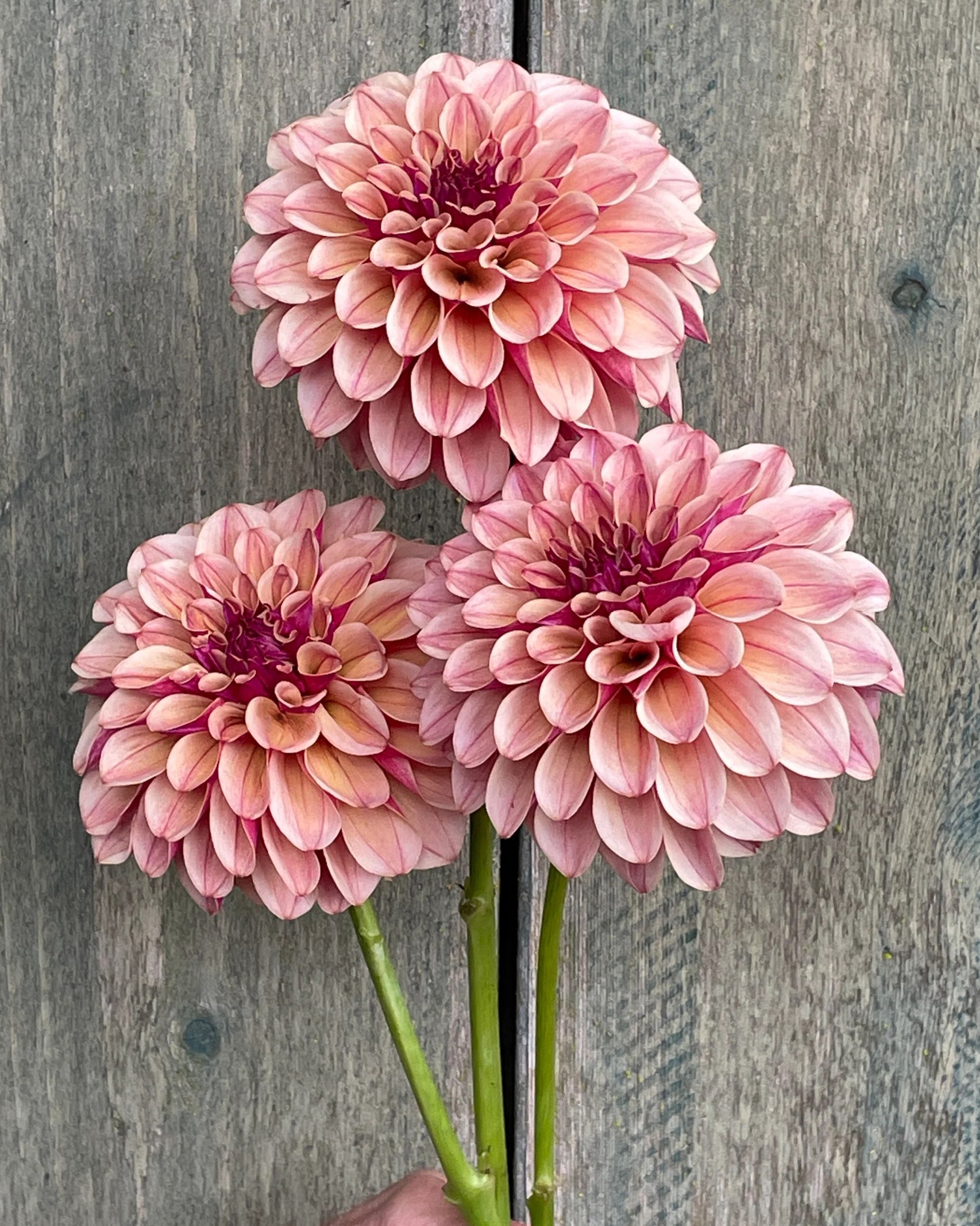 Dahlie KA’s® Rhubarb mit cremigem Vanillegelb und cranberryfarbener Mitte – Gartenzauber