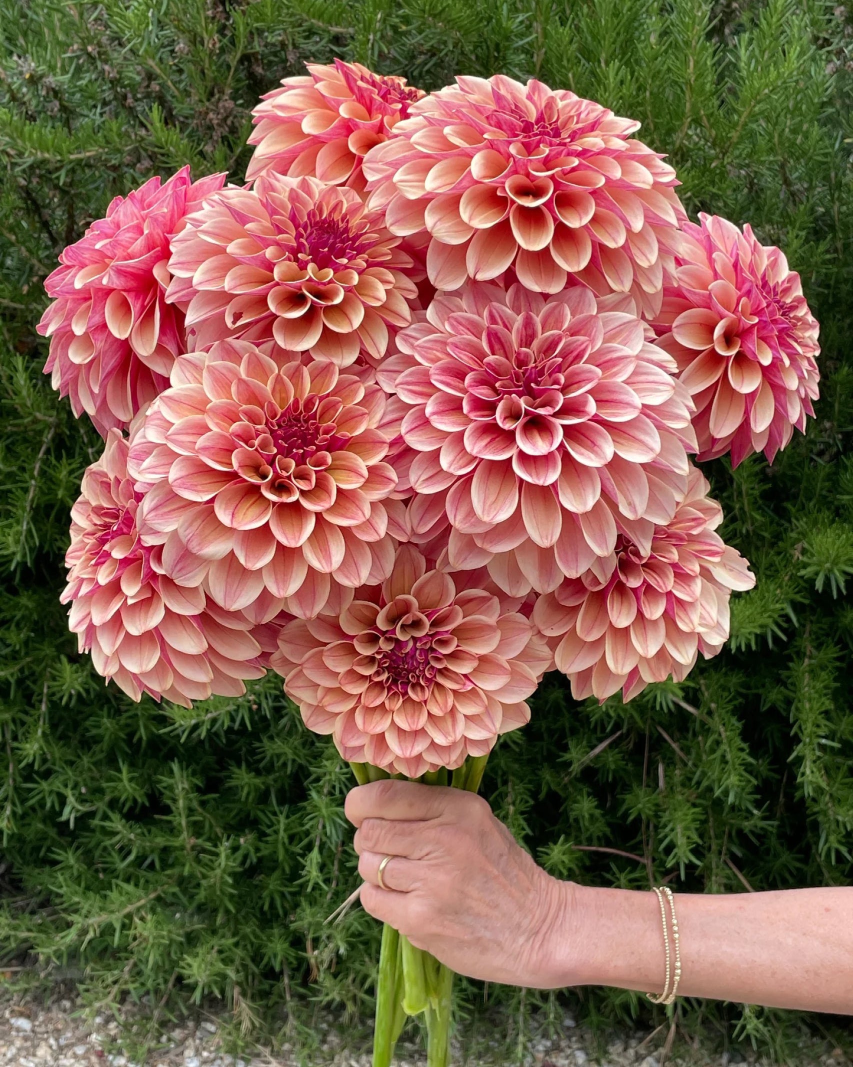 Strauß aus Dahlien KA’s® Rhubarb mit warmen Vanillegelb- und Rosatönen – Gartenzauber