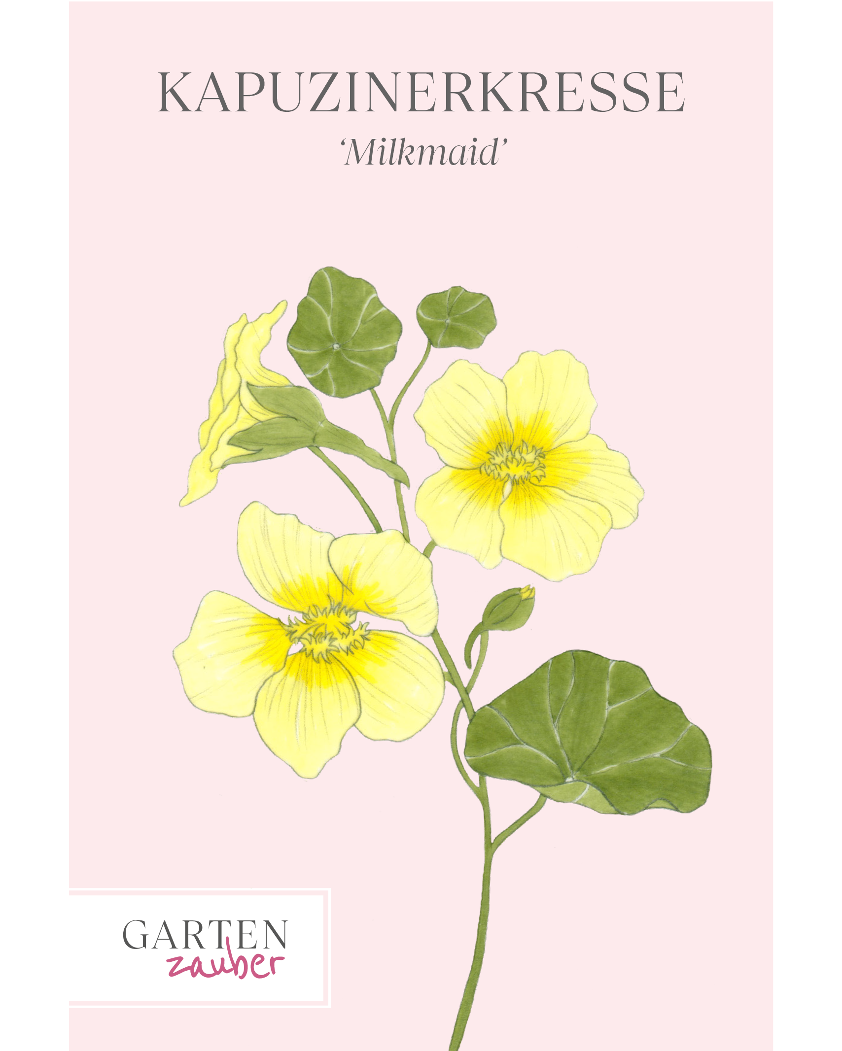 Vorderansicht Saatguttüte Kapuzinerkresse Milkmaid