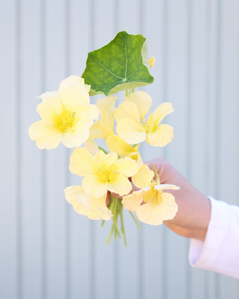 Kleiner Strauß der Kapuzinerkresse Milkmaid in der Hand gehalten.
