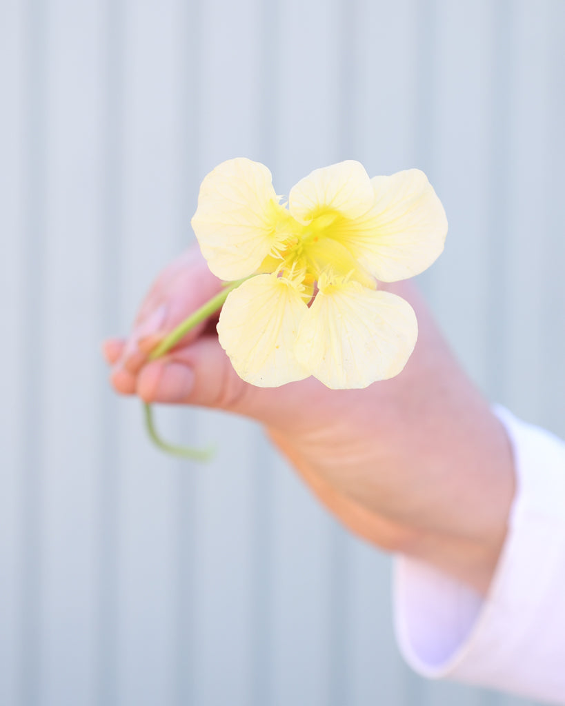 Einzelne Blüte der Kapuzinerkresse Milkmaid in die Kamera gehalten.