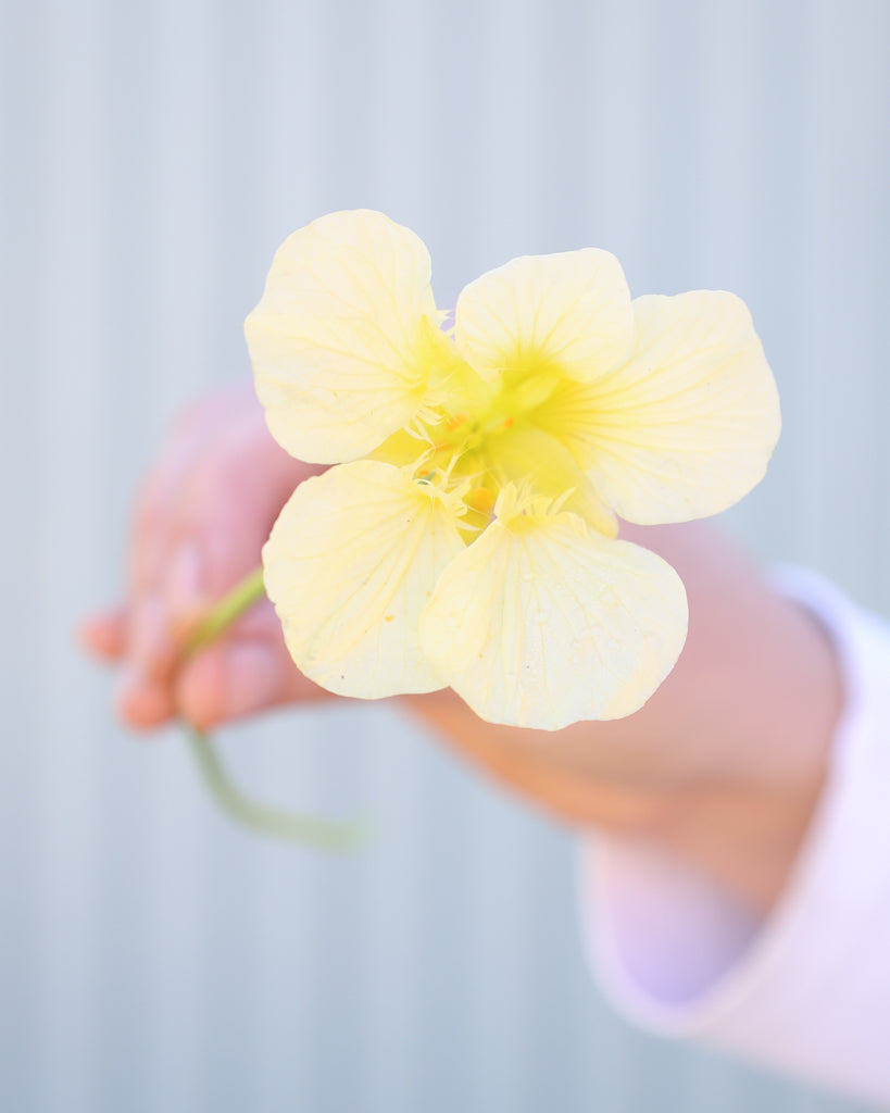Einzelne Blüte der Kapuzinerkresse Milkmaid in die Kamera gehalten.