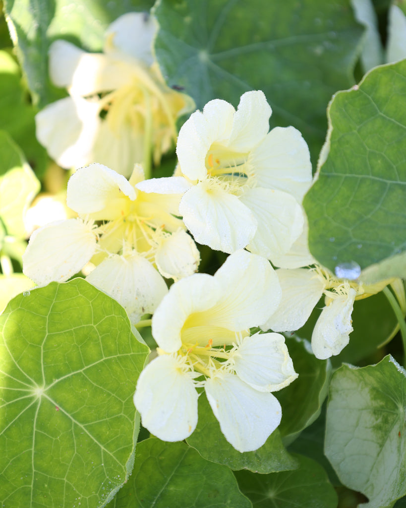 Blühende Pflanze der Kapuzinerkresse Milkmaid